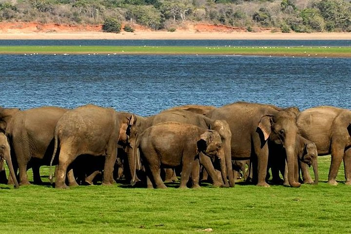 Minneriya National Park Safari